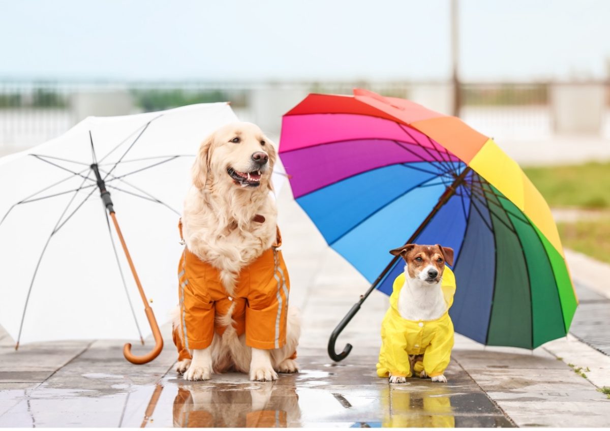 Dogs wearing rain jackets and umbrellas 