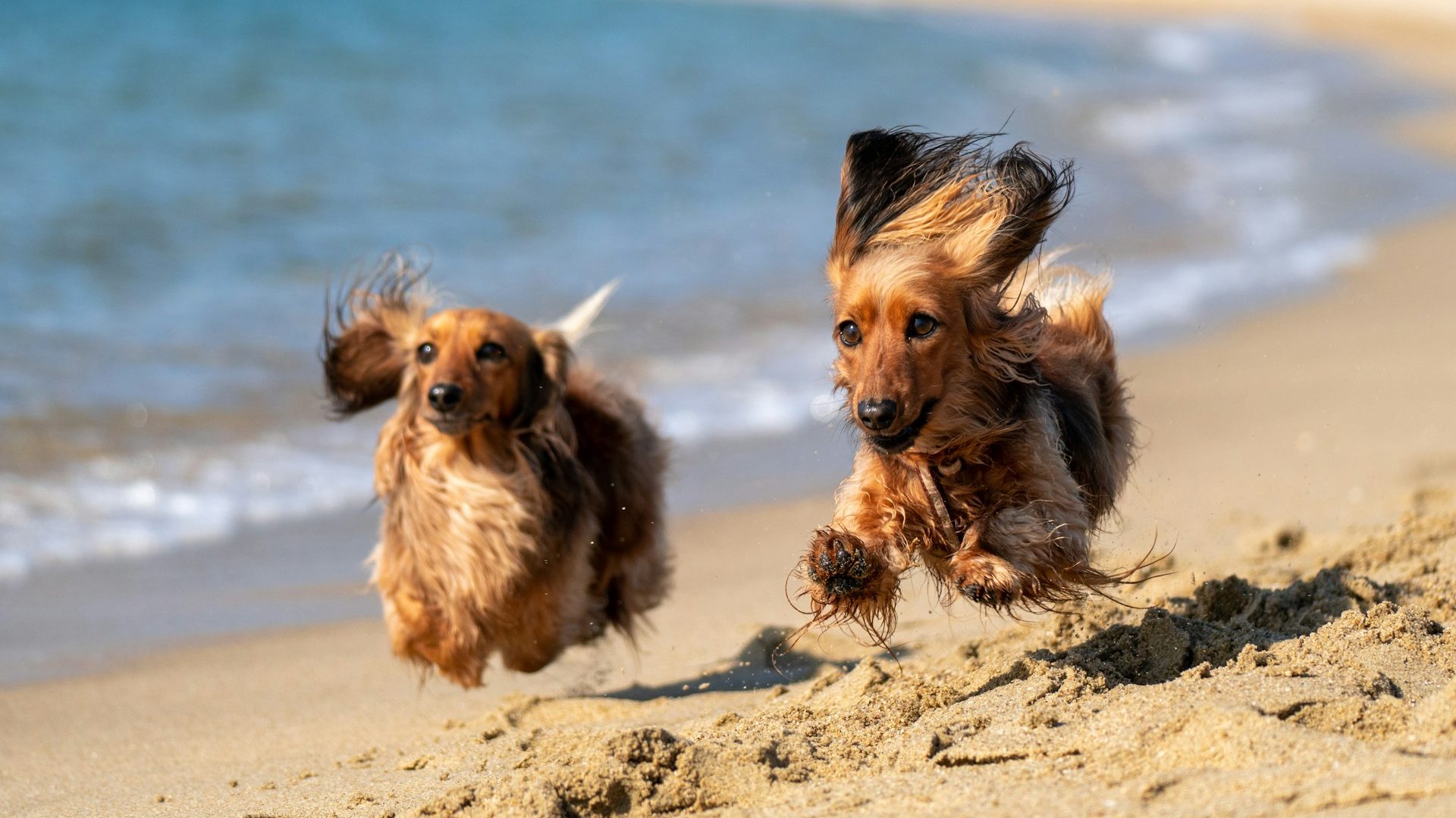 Two sausage dogs running on a South Devon beach