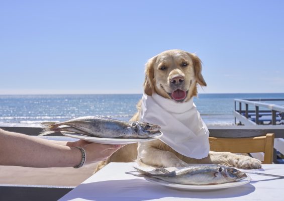 A dog enjoying a plate of fish at the seafood feast in the English Riviera