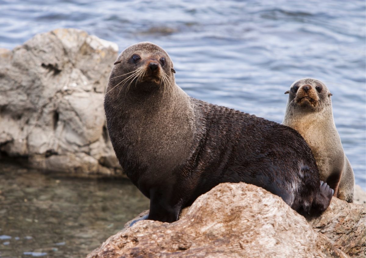Seals resting on rocky outcrops along the South Devon coastline during winter, with the sea gently surrounding them.