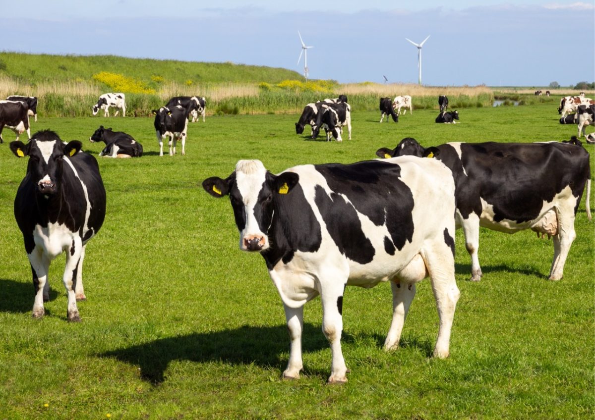 A herd of cows on a South Devon dairy farm