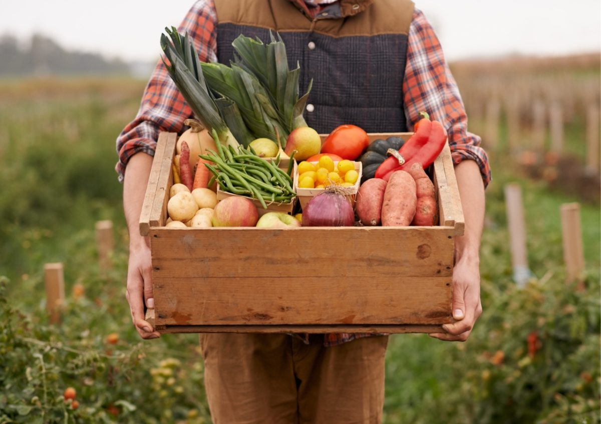 Fresh from the field vegetables at a South Devon farm
