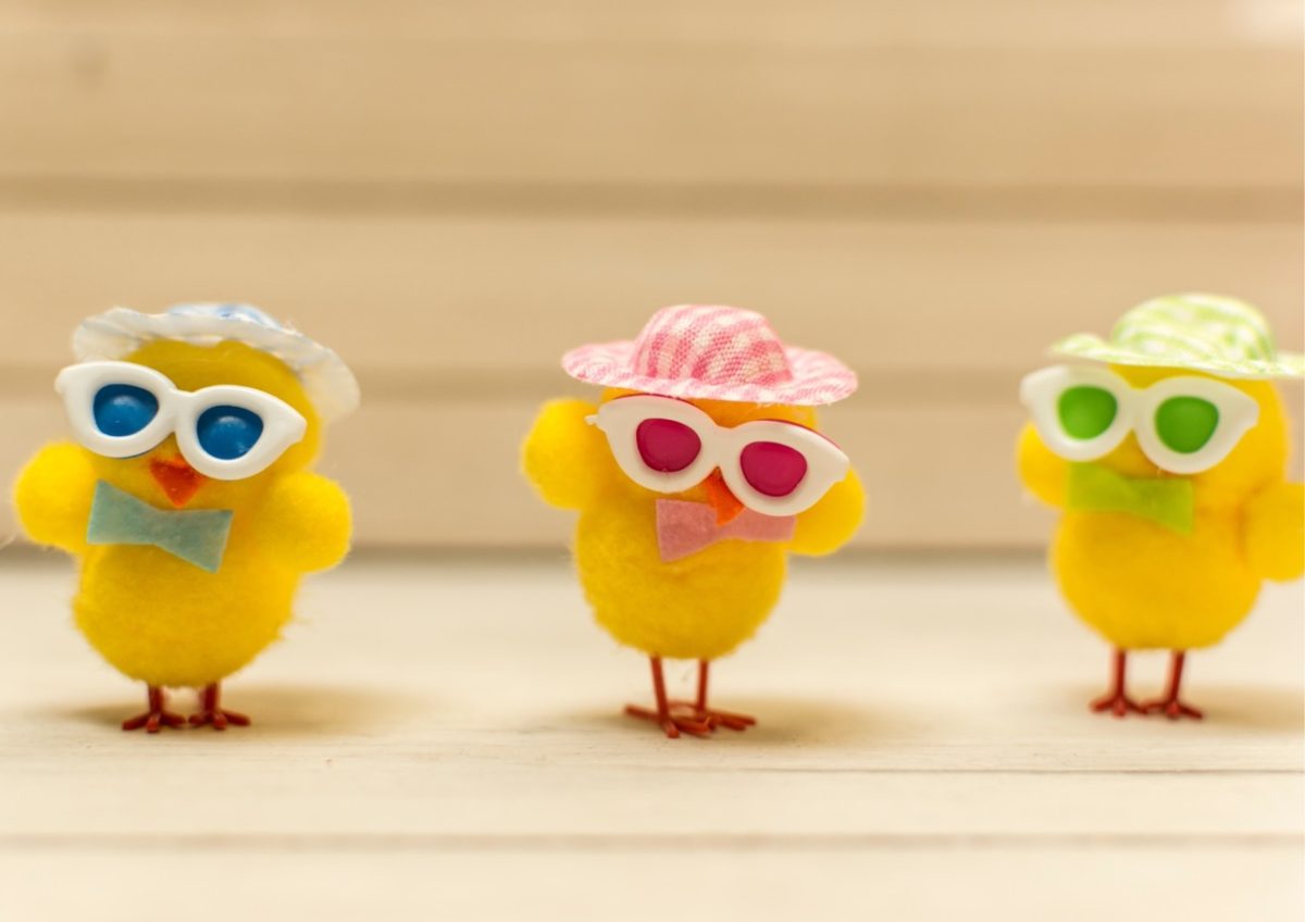 Three little chicks in a South Devon holiday home